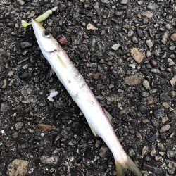 特大40cmカマス!