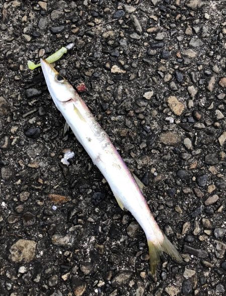 特大40cmカマス!