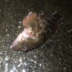 またもや根魚