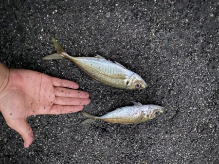 バイブレーションとメタルジグでアジ