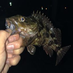 マイクロテンヤ