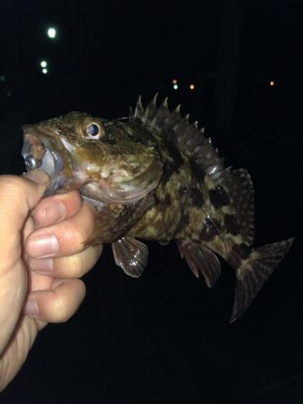 マイクロテンヤ