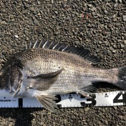 イチノ兄弟、釣果！