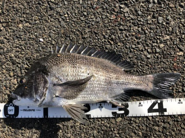 イチノ兄弟、釣果！