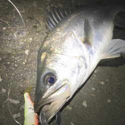 淡水域シーバスを求めて