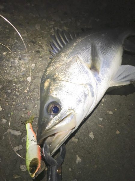 淡水域シーバスを求めて