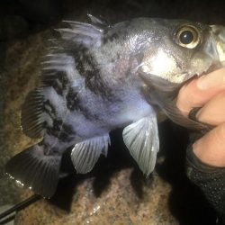 今週末また連日淡路島!2日目