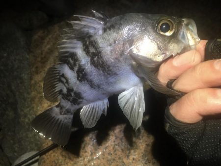 今週末また連日淡路島!2日目