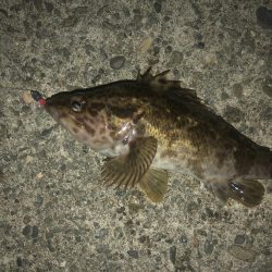 27センチのカサゴ！