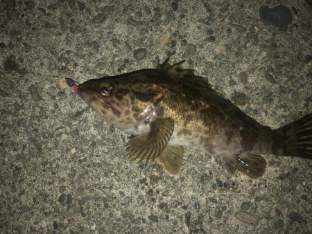 27センチのカサゴ！