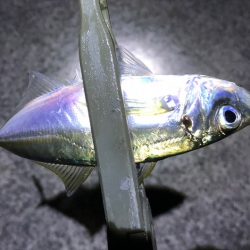 由良にお魚はいないんかーい