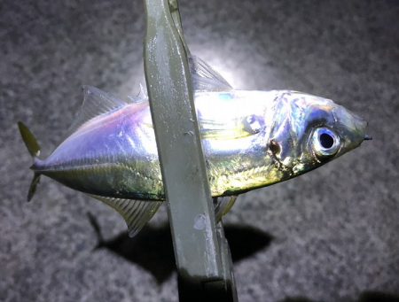 由良にお魚はいないんかーい