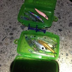 シブシブ メバリング