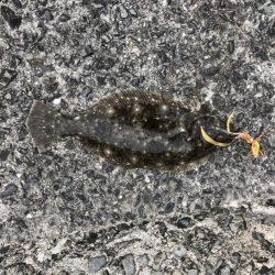 ショアタイラバ