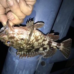 メバル が・・・