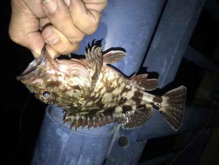 メバル が・・・