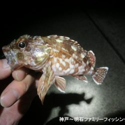 メバルの顔は拝めずガシラの釣果