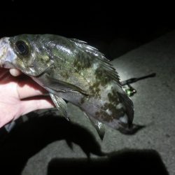 ガシララッシュのちメバル