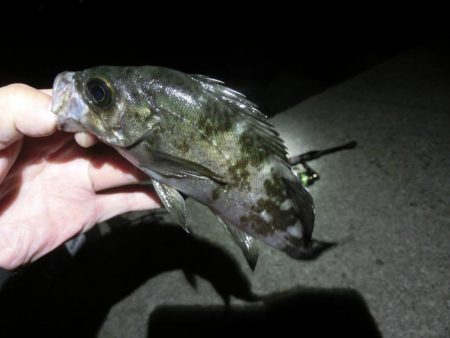 ガシララッシュのちメバル