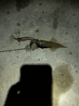 今年初ヤリイカゲット