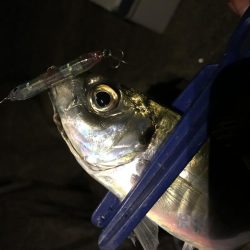 プラッキンアジ メバル