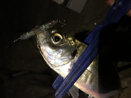 プラッキンアジ メバル