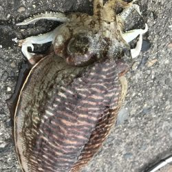 コウイカ&まさかのマゴチ