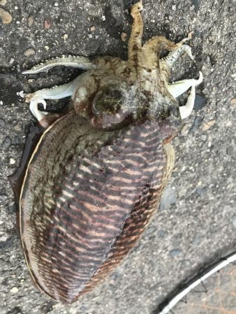 コウイカ&まさかのマゴチ