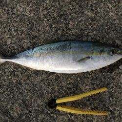 久しぶりの青物