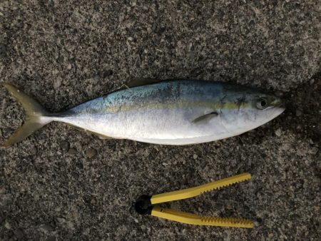 久しぶりの青物