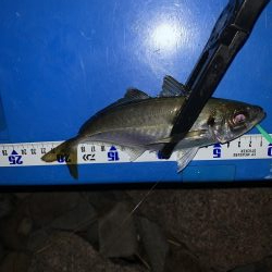 ゴロタdeフロート