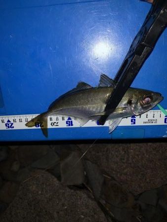 ゴロタdeフロート