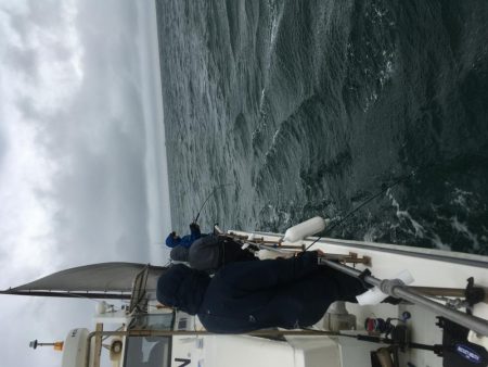 鳴門沖でツバス