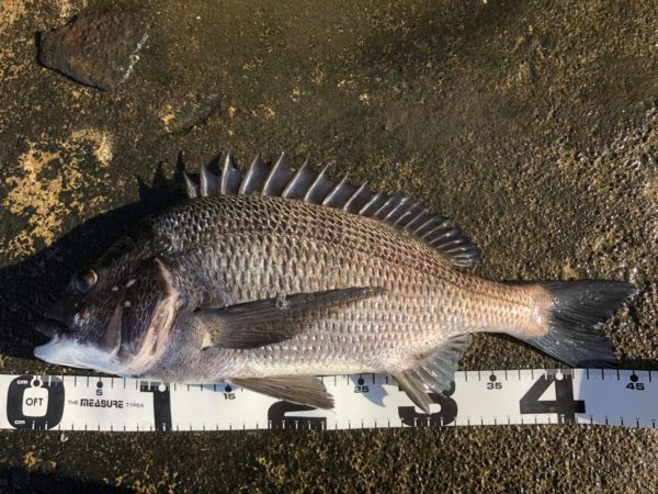 イチノ兄弟、釣果!