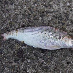 初釣りは、ボラ、コノシロ、チーバス