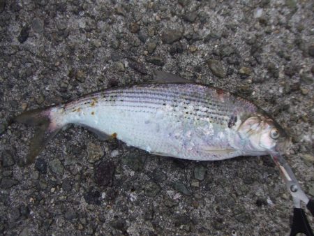 初釣りは、ボラ、コノシロ、チーバス