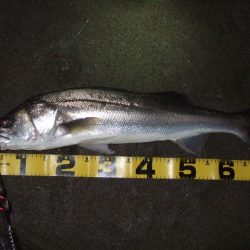 寒さに耐えて1バイトをものに