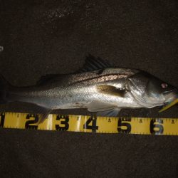 徐々に戻りだしたかな