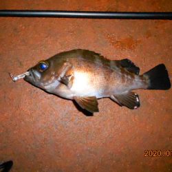 人生初メバル‼