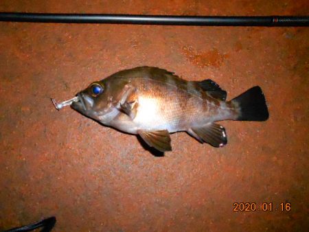 人生初メバル‼