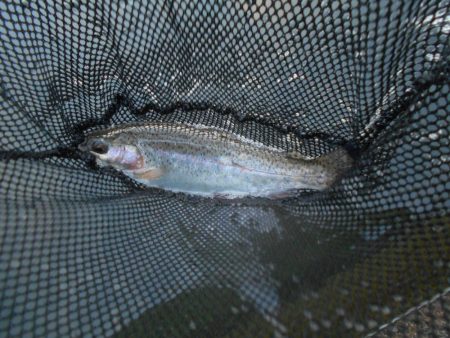 千早川マス釣り場でフライフィッシング