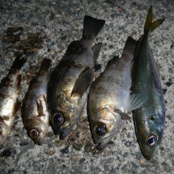 小物釣り