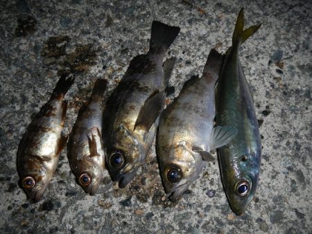 小物釣り