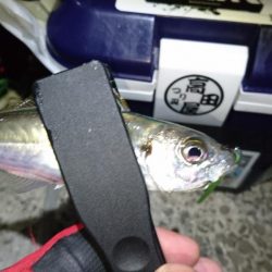 新春アジング！！