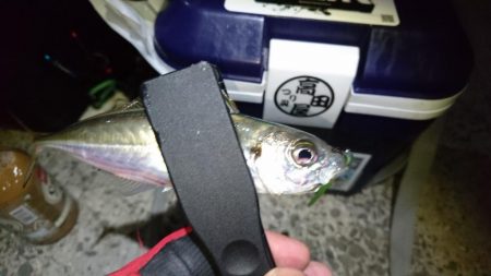 新春アジング！！