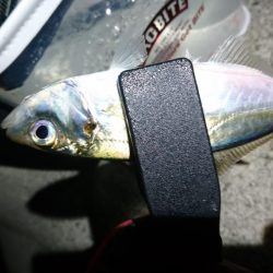 アジングリベンジ！！