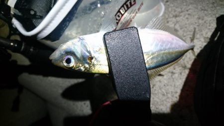 アジングリベンジ！！