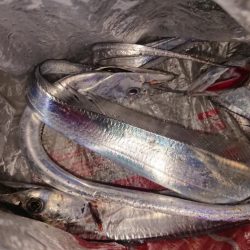 マリーナシティのタチウオ