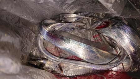 マリーナシティのタチウオ