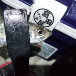 まだまだアジング！！